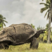four-seasons-resort--desroches-aldabra-turtle