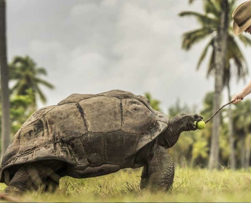 four-seasons-resort--desroches-aldabra-turtle