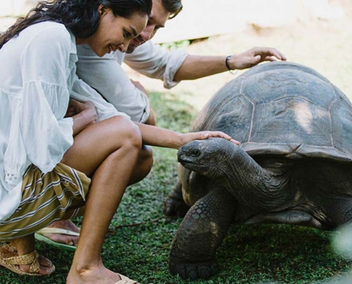 raffles-praslin-resort-guests-turtle raffles-praslin-resort-guests-turtle