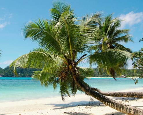 anse-gaulette-mahe-palmtree-beach anse-gaulette-mahe-palmtree-beach