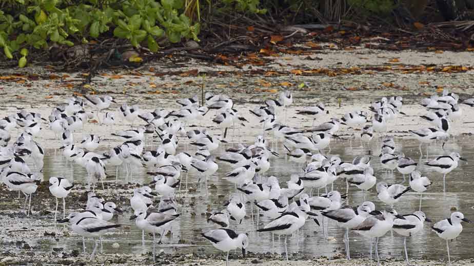alphonse-island-conservation alphonse island conservation